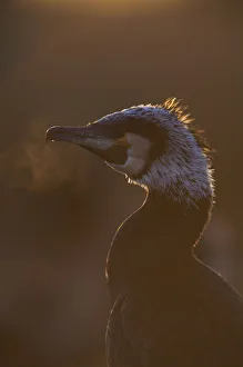 Common / Great cormorant (Phalacrocorax carbo sinensis) backlit with breath showing in cold air