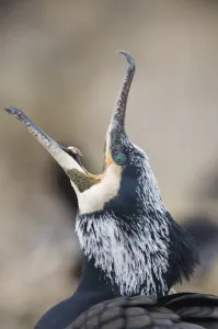 Common / Great cormorant (Phalacrocorax carbo sinensis) calling, Oosterdijk, Enkhuizen