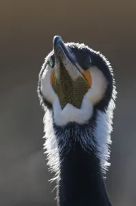 Common / Great cormorant (Phalacrocorax carbo sinensis) head portrait, Oosterdijk
