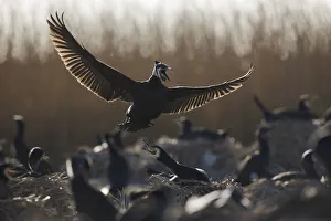 Common / Great cormorant (Phalacrocorax carbo sinensis) landing amongst others on nests