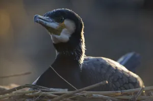 Common / Great cormorant (Phalacrocorax carbo sinensis) on nest, Oosterdijk, Enkhuizen