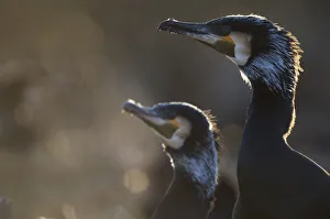 Common / Great cormorant (Phalacrocorax carbo sinensis) profile, Oosterdijk, Enkhuizen