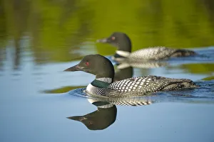 North American Bird Prints: Common / Great Northern Loon (Gavia immer) pair - male in foreground - on lake in Sterling