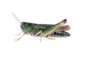 Common green grasshopper (Omocestus viridulus) Fliess, Naturpark Kaunergrat, Tirol