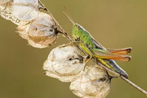 Images Dated 9th August 2012: Common Green Grasshopper (Omocestus viridulus), resting on dead Yellow rattle stem