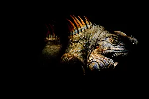 Images Dated 4th September 2013: Common / Green iguana (Iguana iguana) portrait, Sarapiqui, Heredia, Costa Rica