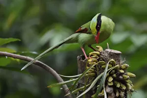 2018 October Highlights Gallery: Common green magpie (Cissa chinensis) perched, feeding on fruit in Hong Bung He, Dehong