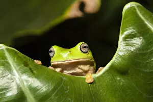 Common green tree frog (Litoria caerulea) in rainforest, Iron Range National Park