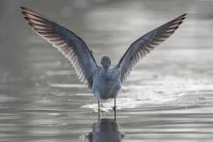 Symmetry Prints: Common greenshank (Tringa nebularia) wading in river with wings spread