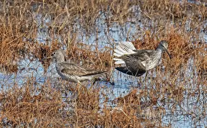 Lapland Prints: Common greenshanks (Tringa nebularia) pair