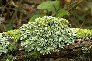 Sussex Prints: Common greenshield lichen (Parmelia caperata) growing on log, Sussex, England, UK. October