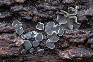 Leotiomycetes Prints: Common grey disco fungus (Mollisia cinerea) growing on decaying branch
