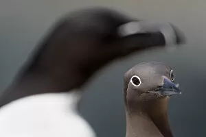 Common guillemot (Uria aalge) bridled form and an out of focus Razorbill (Alca torda)