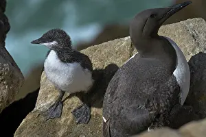 Parent Baby Prints: Common guillemot (Uria aalge) with chick