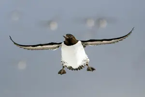 Hornoya Prints: Common guillemot (Uria aalge) in flight. Hornoya, Varanger, Finnmark, Norway. March