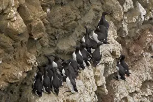 Common Murre Prints: Common guillemot (Uria aalge) flock and Brunnich's guillemot (Uria lomvia) perched on cliff face