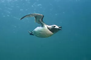 Images Dated 2nd July 2011: Common guillemot (Uria aalge) swimming underwater, Farne Islands, Northumberland, UK, July