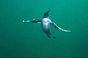 Images Dated 3rd July 2011: Common guillemot (Uria aalge) swimming underwater, Farne Islands, Northumberland