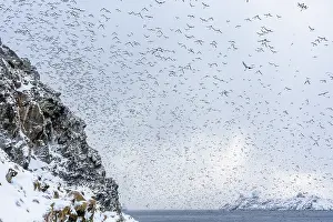 Fratercula Prints: Common guillemots (Uria aalge)