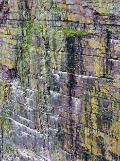 Sutherland Prints: Common guillemots (Uria aalge) colony perched on coastal cliffs
