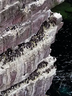 Sutherland Prints: Common guillemots (Uria aalge) colony perched on coastal cliffs