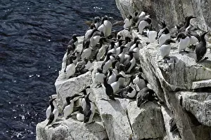 Common Murre Prints: Common guillemots (Uria aalge) colony perched on sea cliff