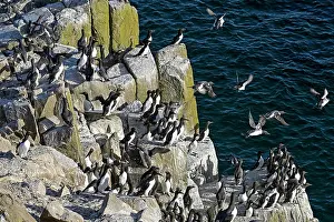 Common Murre Prints: Common guillemots (Uria aalge) colony on sea cliff