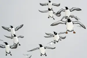 Norway Prints: Common guillemots (Uria aalge) flock in flight, Hornoya, Varanger, Finnmark, Norway. March