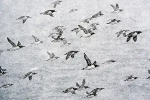 Norway Prints: Common guillemots (Uria aalge) flock in flight during heavy snowfall