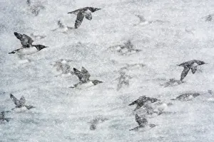 Norway Prints: Common guillemots (Uria aalge) flock in flight during heavy snowfall