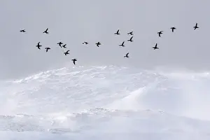 Norway Prints: Common guillemots (Uria aalge) flock flying with snow-covered mountains in background