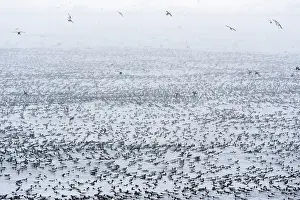 Arctic Ocean Prints: Common guillemots (Uria aalge) flock in large masses on the sea waiting and preparing for a mass landing
