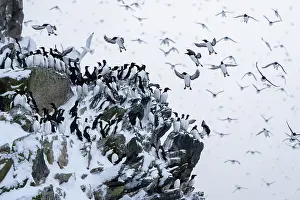 Rock Prints: Common guillemots (Uria aalge) flock mass landing on land for the first time after months on the sea during winter