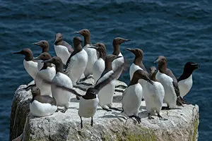 Common Murre Prints: Common guillemots (Uria aalge) flock on sea cliff