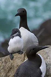 Parent Baby Prints: Common guillemots (Uria aalge) pair with chick