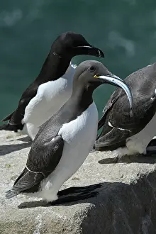 Prey Prints: Two Common guillemots (Uria aalge) perched on rock