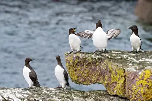 Sutherland Prints: Two Common guillemots (Uria aalge) and three Razorbills (Alca torda) perched on coastal rocks