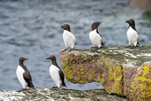 Sutherland Prints: Two Common guillemots (Uria aalge) and three Razorbills (Alca torda) perched on coastal rocks