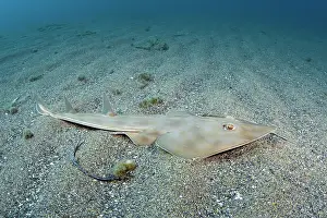 Rays Prints: Common guitarfish (Rhinobatos rhinobatos) resting on sandy seabed