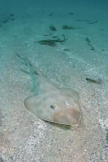 Rays Prints: Common guitarfish (Rhinobatos rhinobatos) resting on sandy seabed
