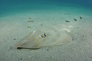 Rays Prints: Common guitarfish (Rhinobatos rhinobatos) resting on sandy seabed