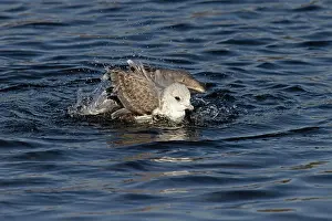 Larus Prints: Common gull (Larus canus) bathing, Norwich, Norfolk, England, UK. January