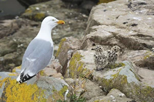 Common gull (Larus canus) with chicks on rocks, Great Saltee Island, County Wexford