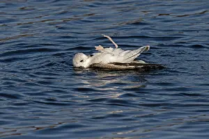 Larus Prints: Common gull (Larus canus) lying on its back with legs in the air