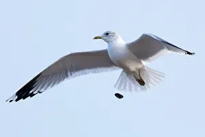 Seagulls Prints: Common Gull (Larus canus) Norfolk January 2024 dropping Shellfish to crack shell open
