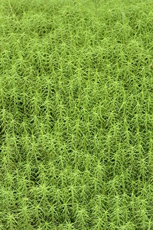 Common haircap moss (Polytrichum commune) largest British moss, Snowdonia, north Wales