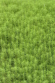 Bryophyta Prints: Common haircap moss (Polytrichum commune) largest British moss, Snowdonia, north Wales