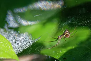 Garden Prints: Common hammock-weaver (Linyphia triangularis) female hanging upside down on web sparkling with morning dew