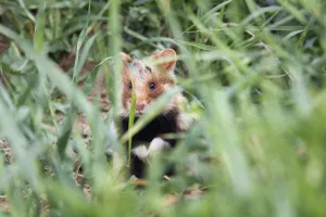 Images Dated 25th May 2009: Common hamster (Cricetus cricetus) partialy hidden in grass, Slovakia, Europe, May 2009