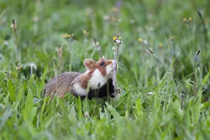 Images Dated 4th June 2009: Common hamster (Cricetus cricetus) sniffing flower stem, Slovakia, Europe, June 2009
